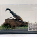 パリーフタマタ♂８５mmレプリカジオラマ標本a