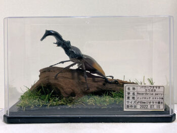 パリーフタマタ♂８５mmレプリカジオラマ標本a