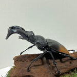 パリーフタマタ♂８５mmレプリカジオラマ標本b