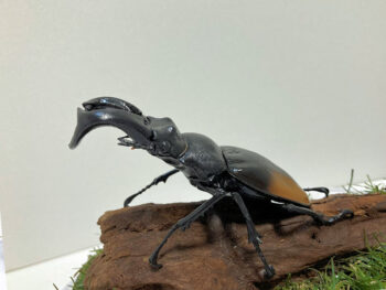 パリーフタマタ♂８５mmレプリカジオラマ標本b