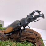 パリーフタマタ♂８５mmレプリカジオラマ標本c