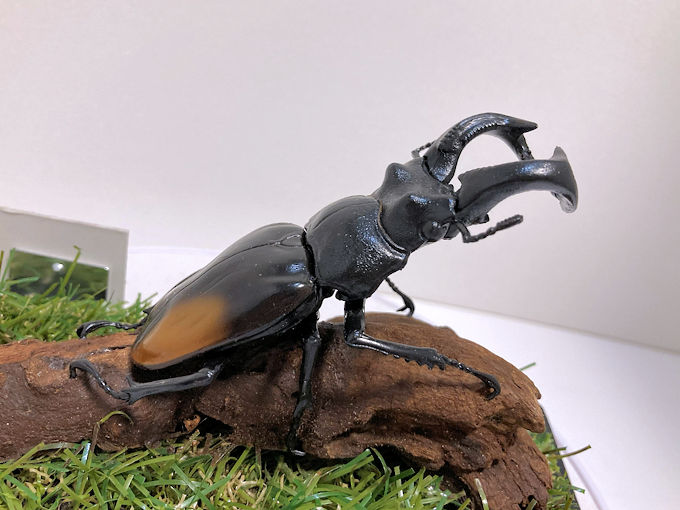 パリーフタマタ♂８５mmレプリカジオラマ標本c