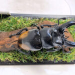 パリーフタマタ♂８５mmレプリカジオラマ標本d