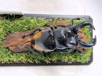 パリーフタマタ♂８５mmレプリカジオラマ標本d