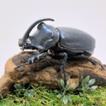 ギアスサイカブト♂68mmレプリカジオラマ標本b