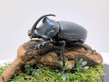 ギアスサイカブト♂６８mmレプリカジオラマ標本b