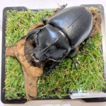 ギアスサイカブト♂68mmレプリカジオラマ標本d