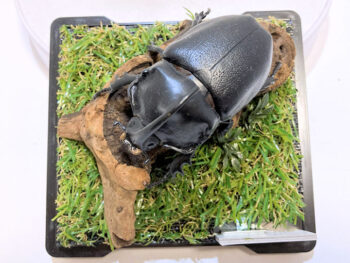 ギアスサイカブト♂６８mmレプリカジオラマ標本d