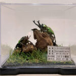 ニジイロクワガタペア レプリカジオラマ標本a