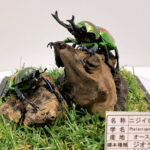 ニジイロクワガタペア レプリカジオラマ標本e