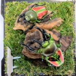 ニジイロクワガタペア レプリカジオラマ標本d