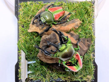 ニジイロクワガタペア レプリカジオラマ標本d