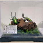 パプアキンイロクワガタ2雄 レプリカジオラマ標本a