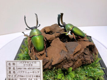 パプアキンイロクワガタ２雄 レプリカジオラマ標本f