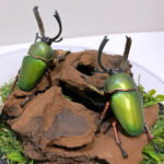 パプアキンイロクワガタ2雄 レプリカジオラマ標本c