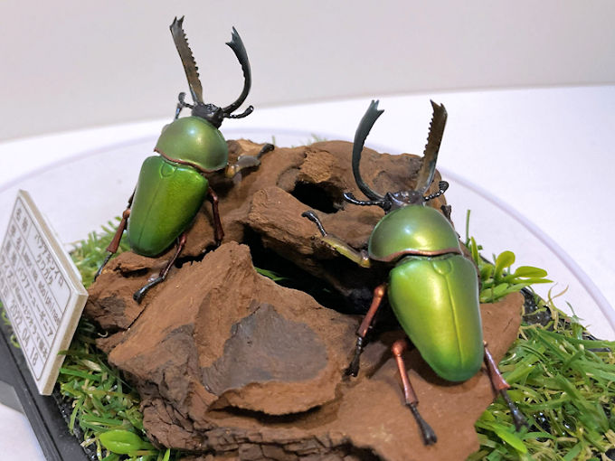 パプアキンイロクワガタ２雄 レプリカジオラマ標本c