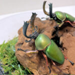 パプアキンイロクワガタ2雄 レプリカジオラマ標本b