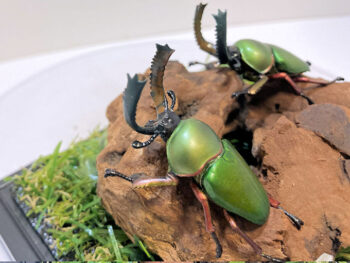 パプアキンイロクワガタ２雄 レプリカジオラマ標本b