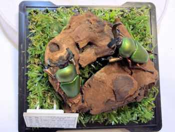 パプアキンイロクワガタ２雄 レプリカジオラマ標本d