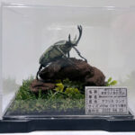 ポリフェムスオオツノカナブン♂６８mmレプリカジオラマ標本a