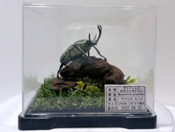 ポリフェムスオオツノカナブン♂６８mmレプリカジオラマ標本a