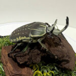 ポリフェムスオオツノカナブン♂68mmレプリカジオラマ標本e