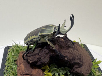 ポリフェムスオオツノカナブン♂６８mmレプリカジオラマ標本b