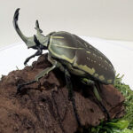 ポリフェムスオオツノカナブン♂68mmレプリカジオラマ標本c