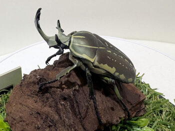 ポリフェムスオオツノカナブン♂６８mmレプリカジオラマ標本c