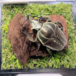 ポリフェムスオオツノカナブン♂68mmレプリカジオラマ標本d