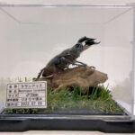 タランドゥスツヤクワガタ♂７９mm レプリカジオラマ標本a