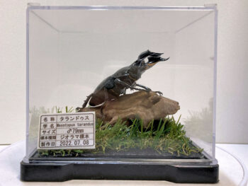 タランドゥスツヤクワガタ♂７９mm レプリカジオラマ標本a