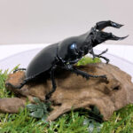 タランドゥスツヤクワガタ♂７９mm レプリカジオラマ標本e