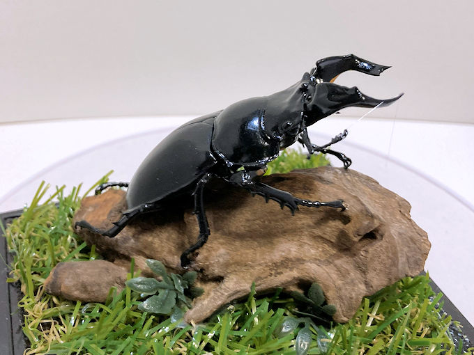 タランドゥスツヤクワガタ♂７９mm レプリカジオラマ標本e
