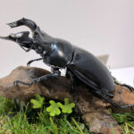 タランドゥスツヤクワガタ♂７９mm レプリカジオラマ標本d