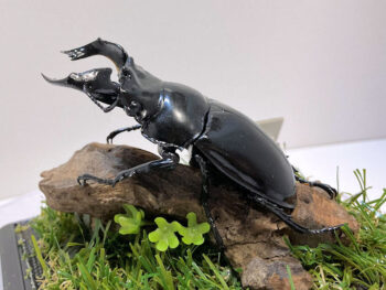 タランドゥスツヤクワガタ♂７９mm レプリカジオラマ標本d