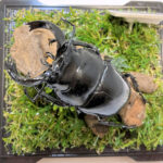 タランドゥスツヤクワガタ♂７９mm レプリカジオラマ標本b