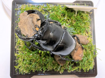 タランドゥスツヤクワガタ♂７９mm レプリカジオラマ標本b