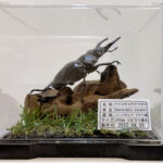 ベリコサツヤクワガタ♂８２mmレプリカジオラマ標本a