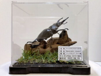 ベリコサツヤクワガタ♂８２mmレプリカジオラマ標本a