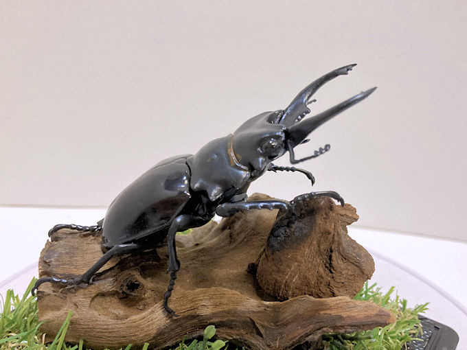 ベリコサツヤクワガタ♂８２mmレプリカジオラマ標本b