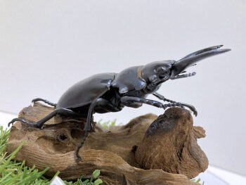 ベリコサツヤクワガタ♂８２mmレプリカジオラマ標本d