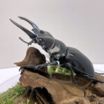 ベリコサツヤクワガタ♂８２mmレプリカジオラマ標本c