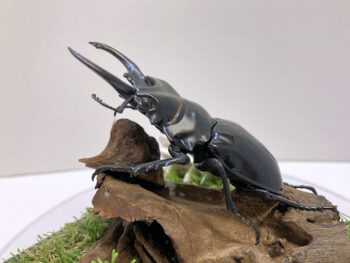 ベリコサツヤクワガタ♂８２mmレプリカジオラマ標本c