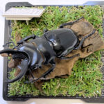 ベリコサツヤクワガタ♂８２mmレプリカジオラマ標本e