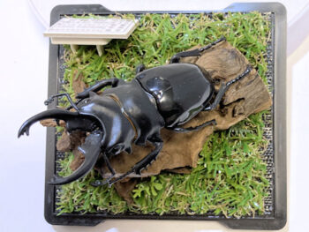 ベリコサツヤクワガタ♂８２mmレプリカジオラマ標本e